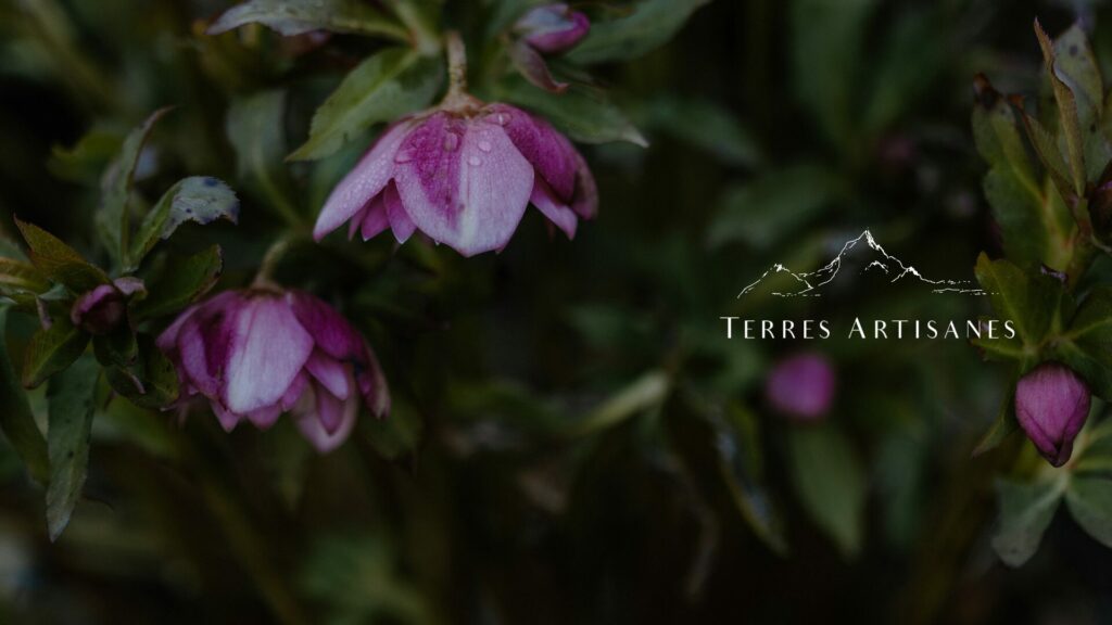 TERRES ARTISANES Boutique Artisanat