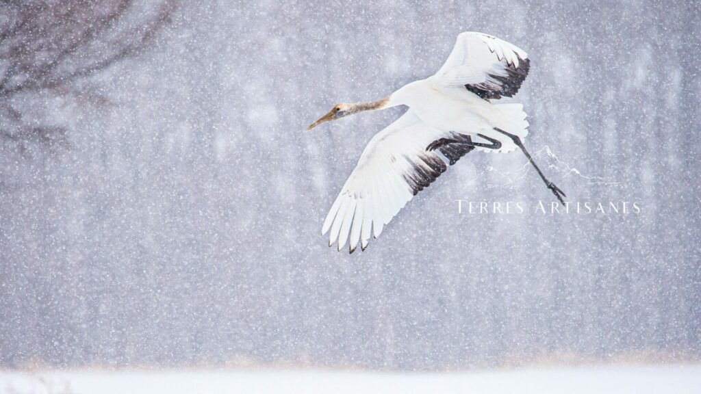 TERRES ARTISANES Boutique Artisanat