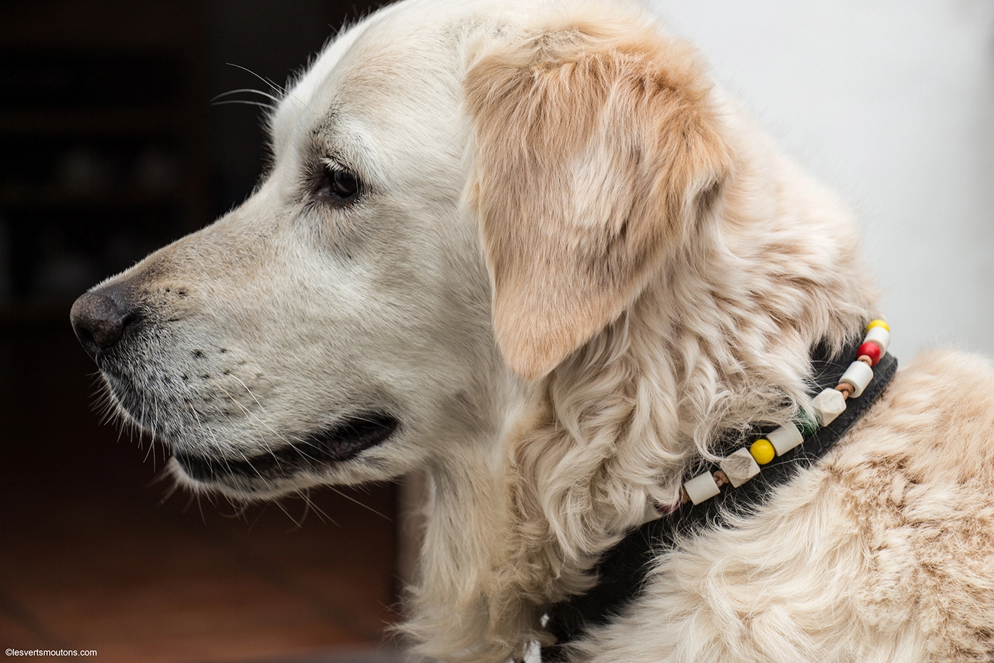 Collier Anti-tiques en cuir céramiques Les Verts Moutons France