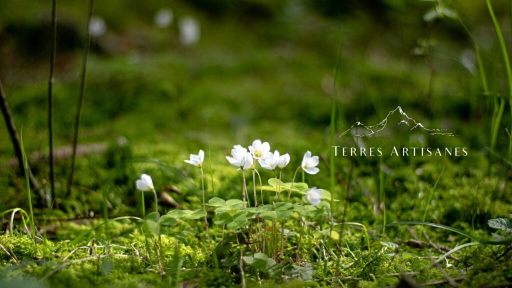 TERRES ARTISANES Boutique Artisanat Made in France