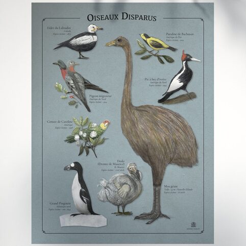Affiche oiseaux disparus Marine Manlay Made in France Les Beroys