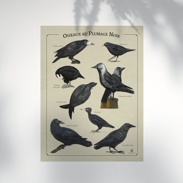 Affiche Oiseaux Plumage noir Marine Manlay Made in France Les Beroys