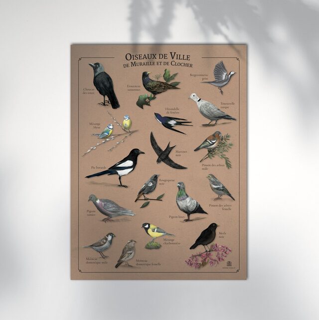 Affiche Oiseaux de Ville, de Muraille et de Clocher Marine Manlay Made in France Les Beroys
