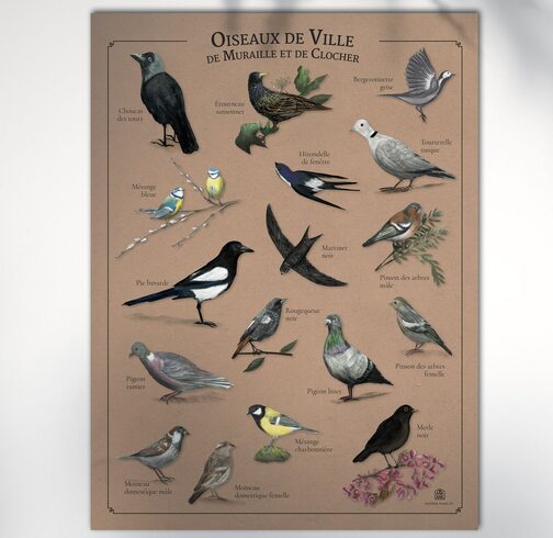 Affiche Oiseaux de Ville, de Muraille et de Clocher Marine Manlay Made in France Les Beroys