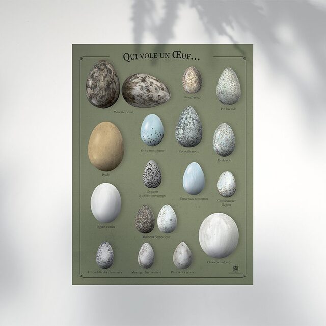 Affiche Oiseaux Oeufs Marine Manlay Made in France Les Beroys