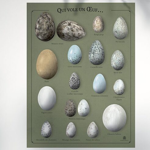 Affiche Oiseaux Oeufs Marine Manlay Made in France Les Beroys