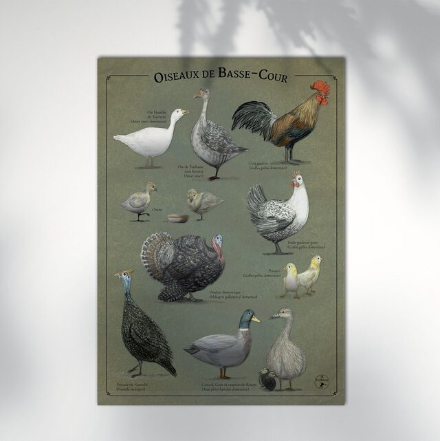 Affiche Oiseaux de Basse-Cour Marine Manlay Made in France Les Beroys